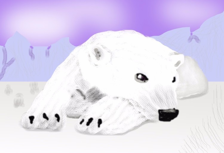 Polar Bear at Rest O724