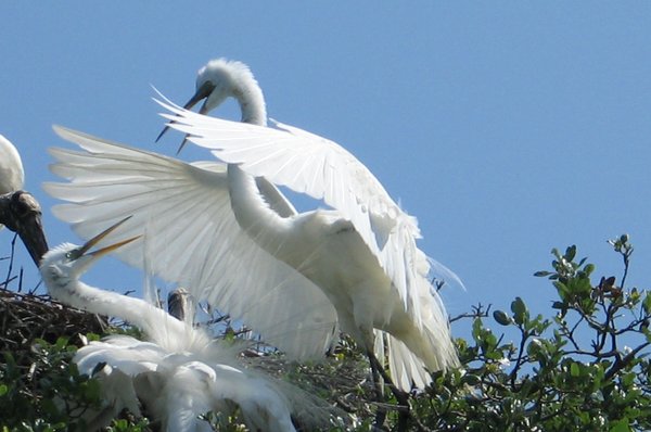 It's mating season!