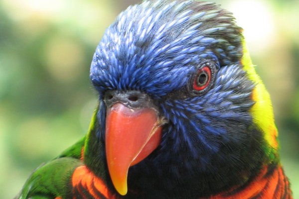 Lory-keet close up