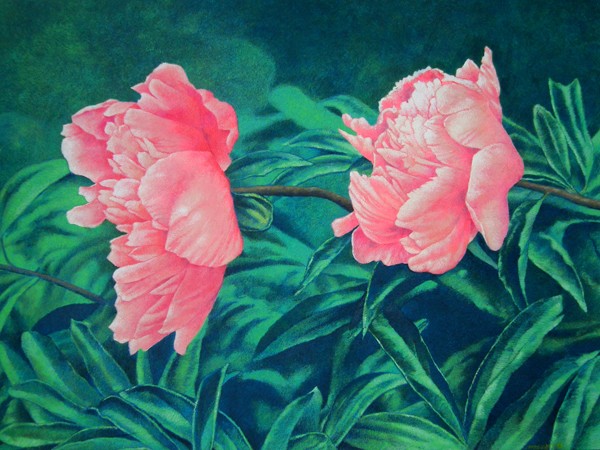 Pink Peonies