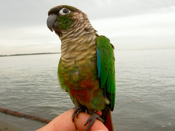 Featherface