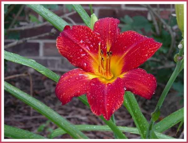 Lillies with Rain