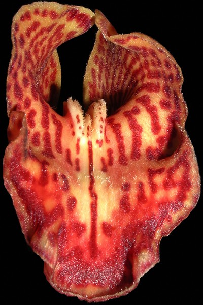 tiger orchid