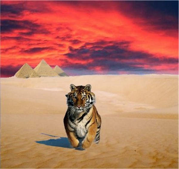 Giza Sunset