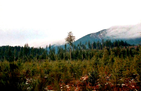 Foothills