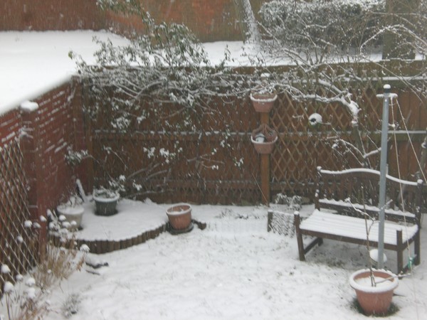 my garden in winter