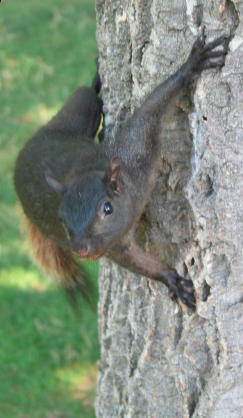 Unusual Squirrel