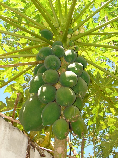 Papaya Tree