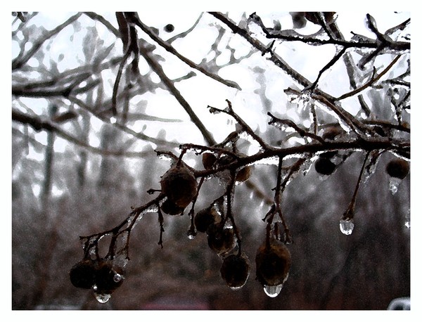 cold limb