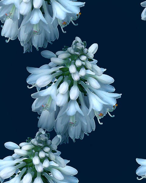 Winter Hostas (One)