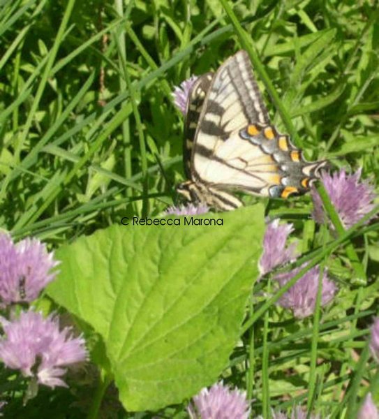Butterfly Poses