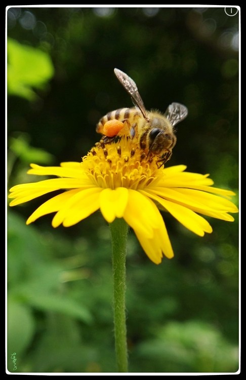 Pollen Collector