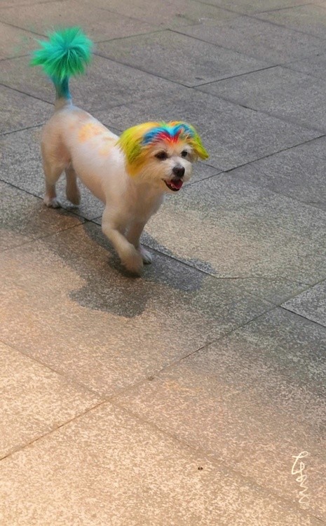 A Dog Girl