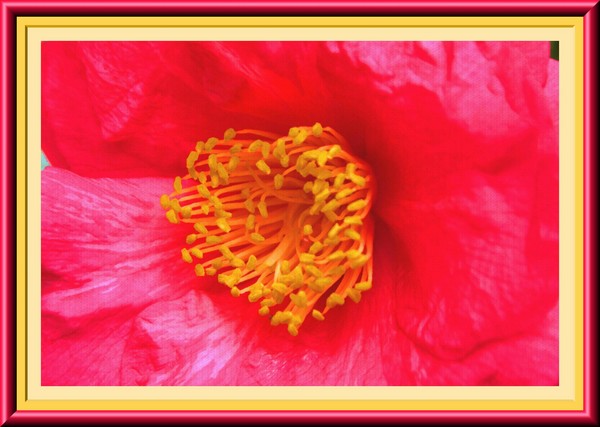 Pink Flower Framed