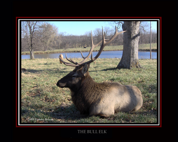 The Bull Elk 
