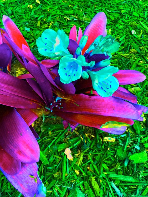 Spring Flowers II