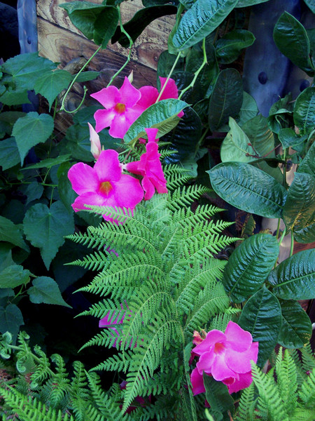Pink and Green
