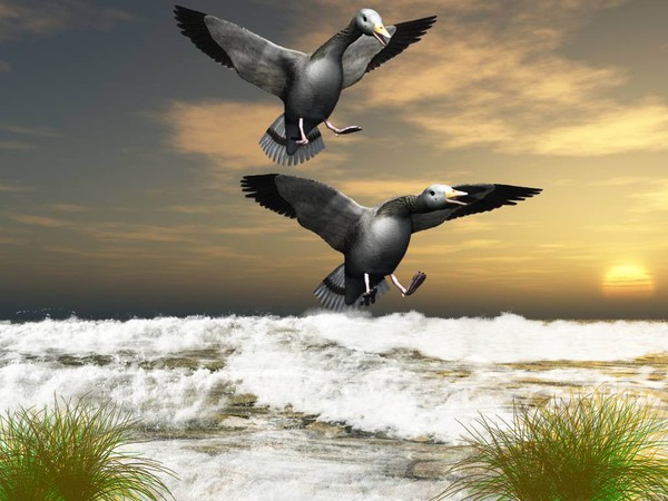 splash landing