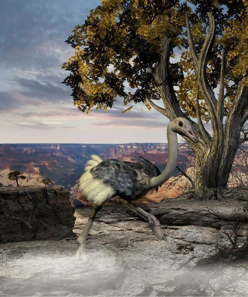 ostrich