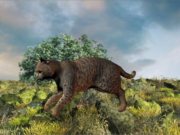 Bobtail Hunting