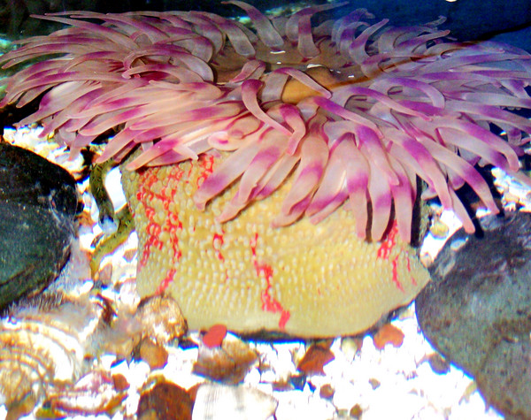 Sea Anemone
