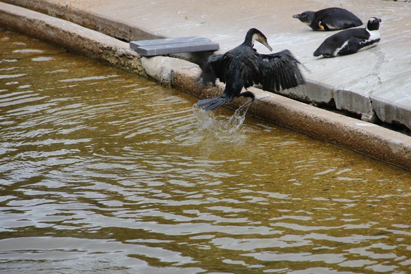 Neotropic cormorant leaping to his perch