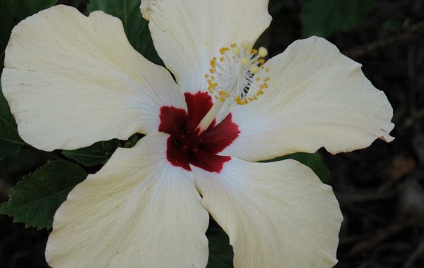 Halifax mammoth hibiscus in downtown