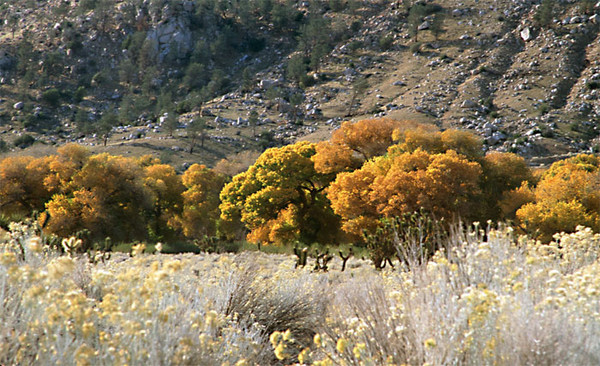 Kern Valley Fall Colors 2