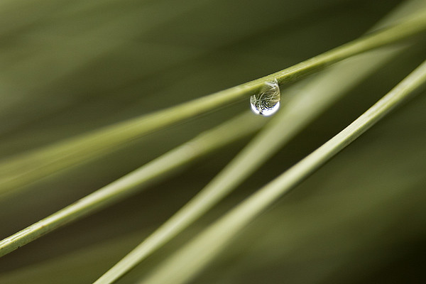 Rain Drop