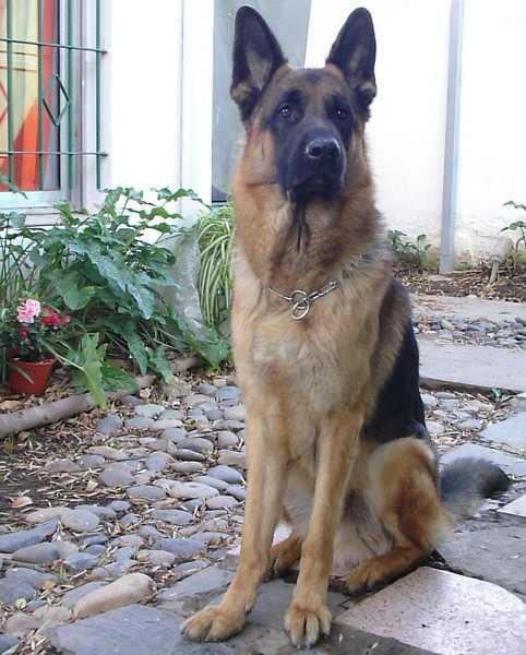 German Shepherd