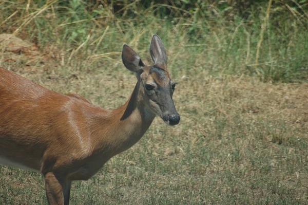 Doe In Our Backyard