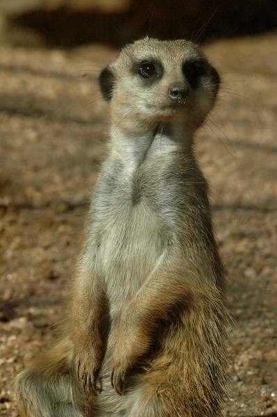 Meerkat Watch