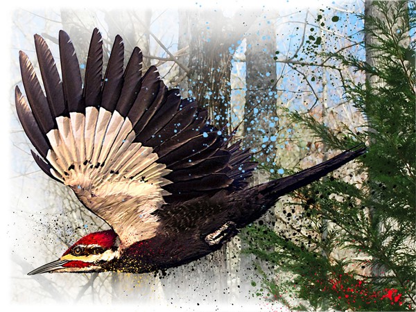 Pileated Woodpecker giclee