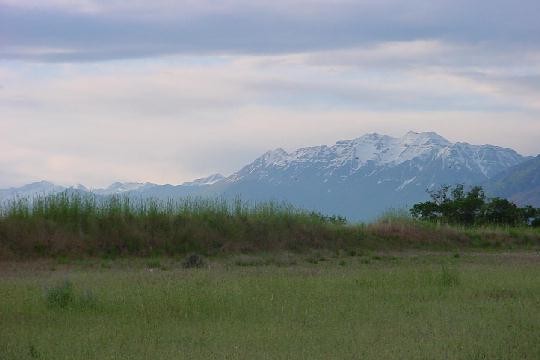 Mountain Meadow