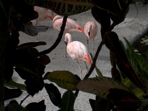 Flamingos