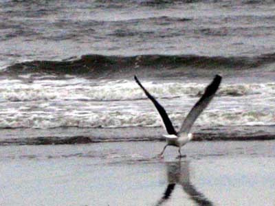 Flight of the Seagull