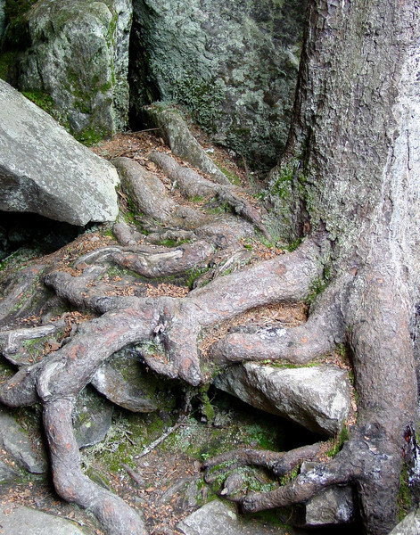 Gnarly