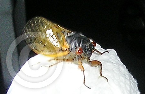 Dem' bugs