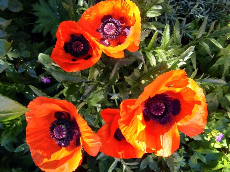 Poppies.