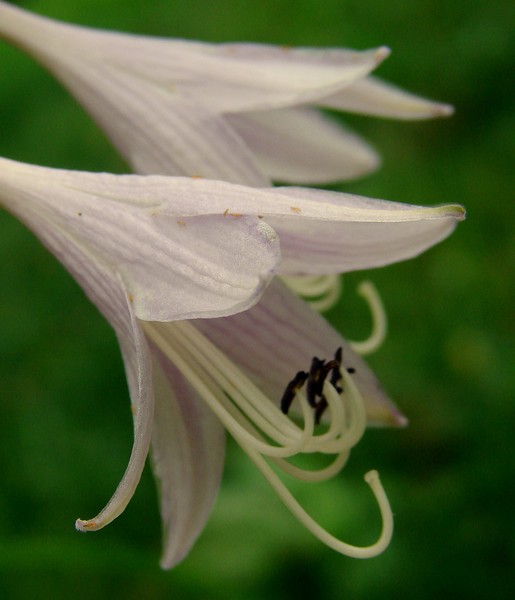 Hosta Bloom