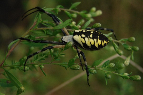 Argiope Spider
