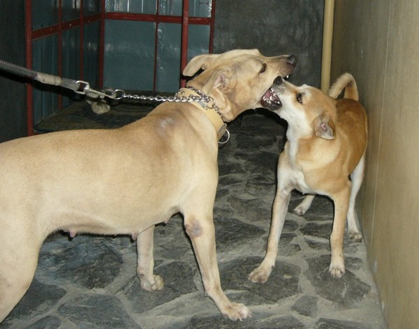 Jumong and Shoubi