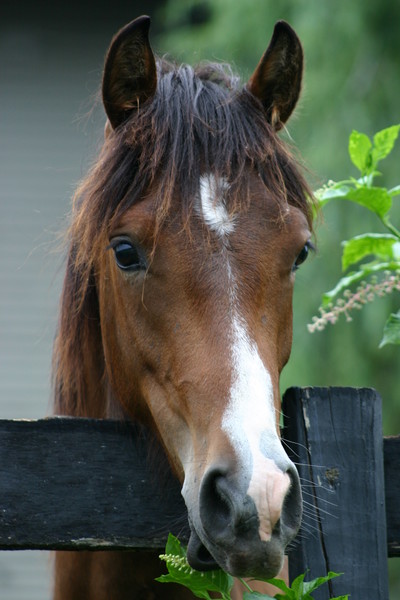 Horsing Around