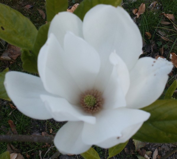 Magnolia Blossom