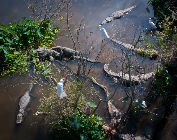 Busy Wilderness
