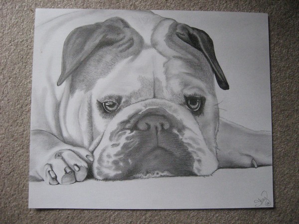 Bulldog! 