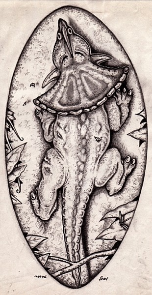 Monoclonius (from above)