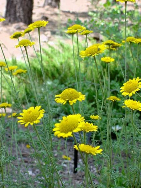 Wildflowers 48