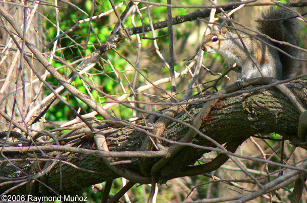 Squirrel