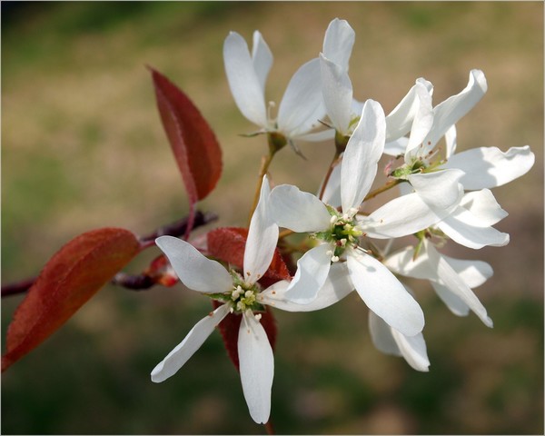 Spring In Bloom
